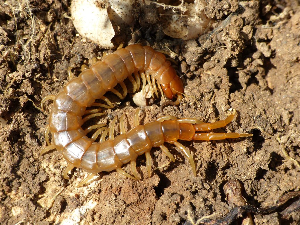 Scolopendra cingulata siciliana